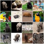 Various Wild Animals Composition-Aaron Amat-Framed Premium Photographic Print