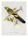 Pteroglossus Hypoglaucus-Aaron Ashley-Art Print