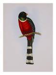 Trogon Ambiguus-Aaron Ashley-Art Print