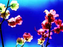 Flower Blossoms-Aaron Farrington-Mounted Photographic Print