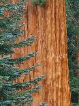 Evergreen and Sequoia Tree Trunk-Aaron Horowitz-Photographic Print