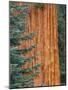 Wood Mount