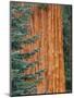 Wood Mount