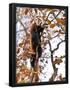 Essential Black