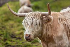 Highland Cattle or Scottish Cattle Photographed on Isle of Skye-AarStudio-Photographic Print