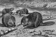 Beavers at Work-AB Frost-Photographic Print