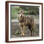 Brown Frame