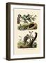 Abalone, 1833-39-null-Framed Giclee Print