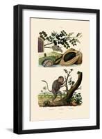 Abalone, 1833-39-null-Framed Giclee Print