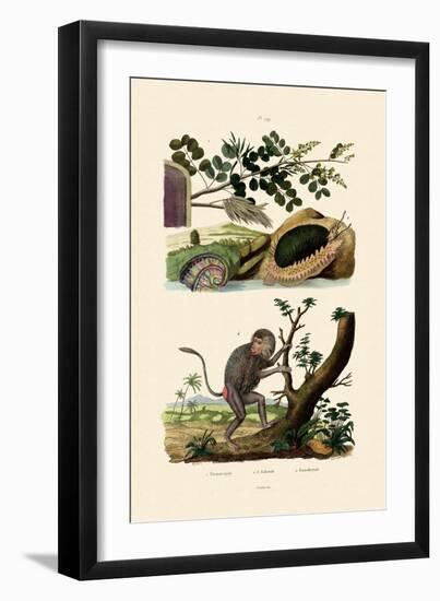 Abalone, 1833-39-null-Framed Giclee Print