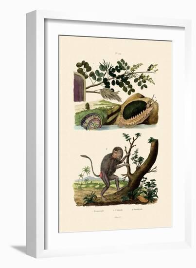 Abalone, 1833-39-null-Framed Giclee Print