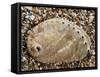 Abalone Common Ormer Lamellose Ormer Shell on Beach, Mediterranean, France-Philippe Clement-Framed Stretched Canvas