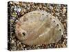 Abalone Common Ormer Lamellose Ormer Shell on Beach, Mediterranean, France-Philippe Clement-Stretched Canvas