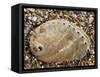 Abalone Common Ormer Lamellose Ormer Shell on Beach, Mediterranean, France-Philippe Clement-Framed Stretched Canvas