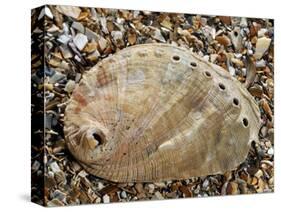 Abalone Common Ormer Lamellose Ormer Shell on Beach, Mediterranean, France-Philippe Clement-Stretched Canvas