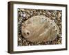 Abalone Common Ormer Lamellose Ormer Shell on Beach, Mediterranean, France-Philippe Clement-Framed Photographic Print