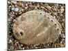 Abalone Common Ormer Lamellose Ormer Shell on Beach, Mediterranean, France-Philippe Clement-Mounted Photographic Print