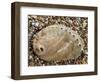 Abalone Common Ormer Lamellose Ormer Shell on Beach, Mediterranean, France-Philippe Clement-Framed Photographic Print