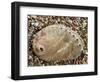 Abalone Common Ormer Lamellose Ormer Shell on Beach, Mediterranean, France-Philippe Clement-Framed Photographic Print