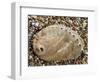 Abalone Common Ormer Lamellose Ormer Shell on Beach, Mediterranean, France-Philippe Clement-Framed Photographic Print