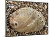 Abalone Common Ormer Lamellose Ormer Shell on Beach, Mediterranean, France-Philippe Clement-Mounted Photographic Print