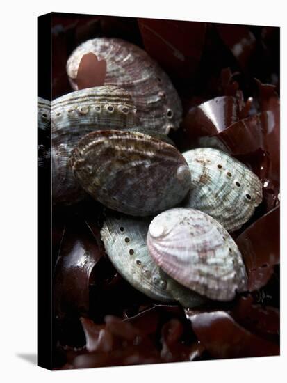 Abalone (Sea Snail) with Seaweed-Joerg Lehmann-Stretched Canvas