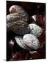 Abalone (Sea Snail) with Seaweed-Joerg Lehmann-Mounted Photographic Print