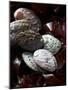 Abalone (Sea Snail) with Seaweed-Joerg Lehmann-Mounted Photographic Print
