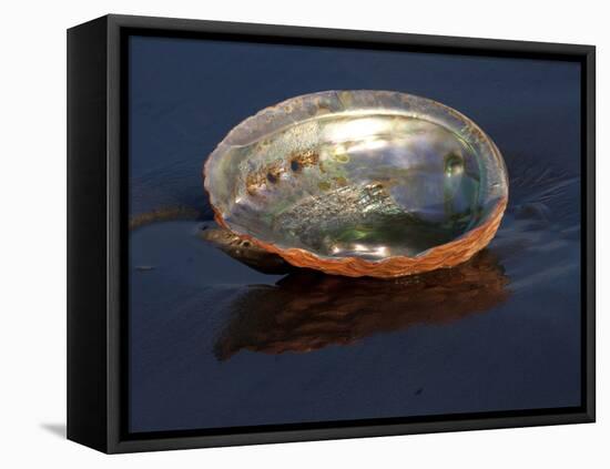 Abalone Shell on California Beach at Dawn-Lynn M^ Stone-Framed Stretched Canvas
