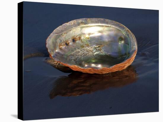 Abalone Shell on California Beach at Dawn-Lynn M^ Stone-Stretched Canvas