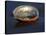 Abalone Shell on California Beach at Dawn-Lynn M^ Stone-Stretched Canvas