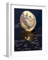 Abalone Shell on California Beach at Dawn-Lynn M^ Stone-Framed Photographic Print