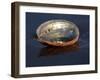 Abalone Shell on California Beach at Dawn-Lynn M^ Stone-Framed Photographic Print