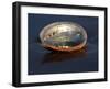 Abalone Shell on California Beach at Dawn-Lynn M^ Stone-Framed Photographic Print