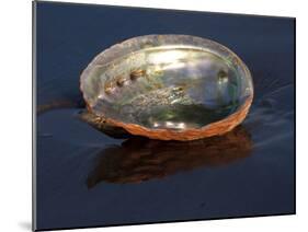 Abalone Shell on California Beach at Dawn-Lynn M^ Stone-Mounted Photographic Print