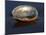 Abalone Shell on California Beach at Dawn-Lynn M^ Stone-Mounted Photographic Print