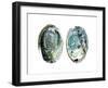 Abalone Shells I-Naomi McCavitt-Framed Art Print