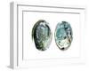 Abalone Shells I-Naomi McCavitt-Framed Art Print