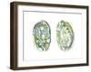 Abalone Shells II-Naomi McCavitt-Framed Art Print