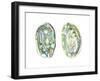 Abalone Shells II-Naomi McCavitt-Framed Art Print