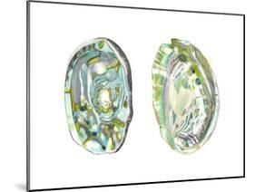Abalone Shells II-Naomi McCavitt-Mounted Art Print
