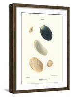 Abalone Shells-John Mawe-Framed Art Print