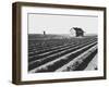 Abandonde Tenant House-Dorothea Lange-Framed Giclee Print