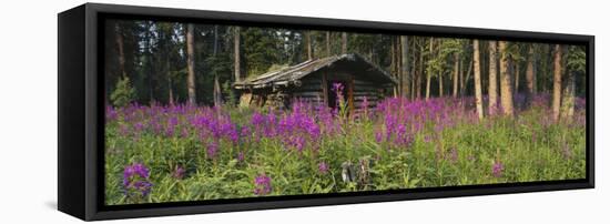 Abandoned Cabin and Fireweed, Ross River Area, Yukon, Canada-Paul Souders-Framed Stretched Canvas