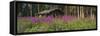 Abandoned Cabin and Fireweed, Ross River Area, Yukon, Canada-Paul Souders-Framed Stretched Canvas