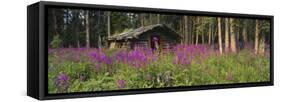 Abandoned Cabin and Fireweed, Ross River Area, Yukon, Canada-Paul Souders-Framed Stretched Canvas