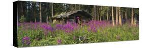 Abandoned Cabin and Fireweed, Ross River Area, Yukon, Canada-Paul Souders-Stretched Canvas