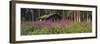 Abandoned Cabin and Fireweed, Ross River Area, Yukon, Canada-Paul Souders-Framed Photographic Print