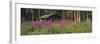 Abandoned Cabin and Fireweed, Ross River Area, Yukon, Canada-Paul Souders-Framed Photographic Print