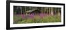 Abandoned Cabin and Fireweed, Ross River Area, Yukon, Canada-Paul Souders-Framed Photographic Print